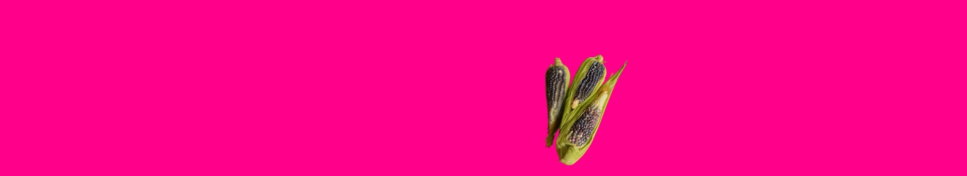 Imagen de fondo rosa mexicano con mazorcas de maíz azul